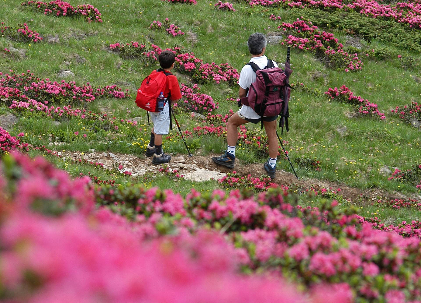 Passeggiate in Val di Sole - Ravelli Hotels Passeggiate in Val di Sole - Ravelli Hotels